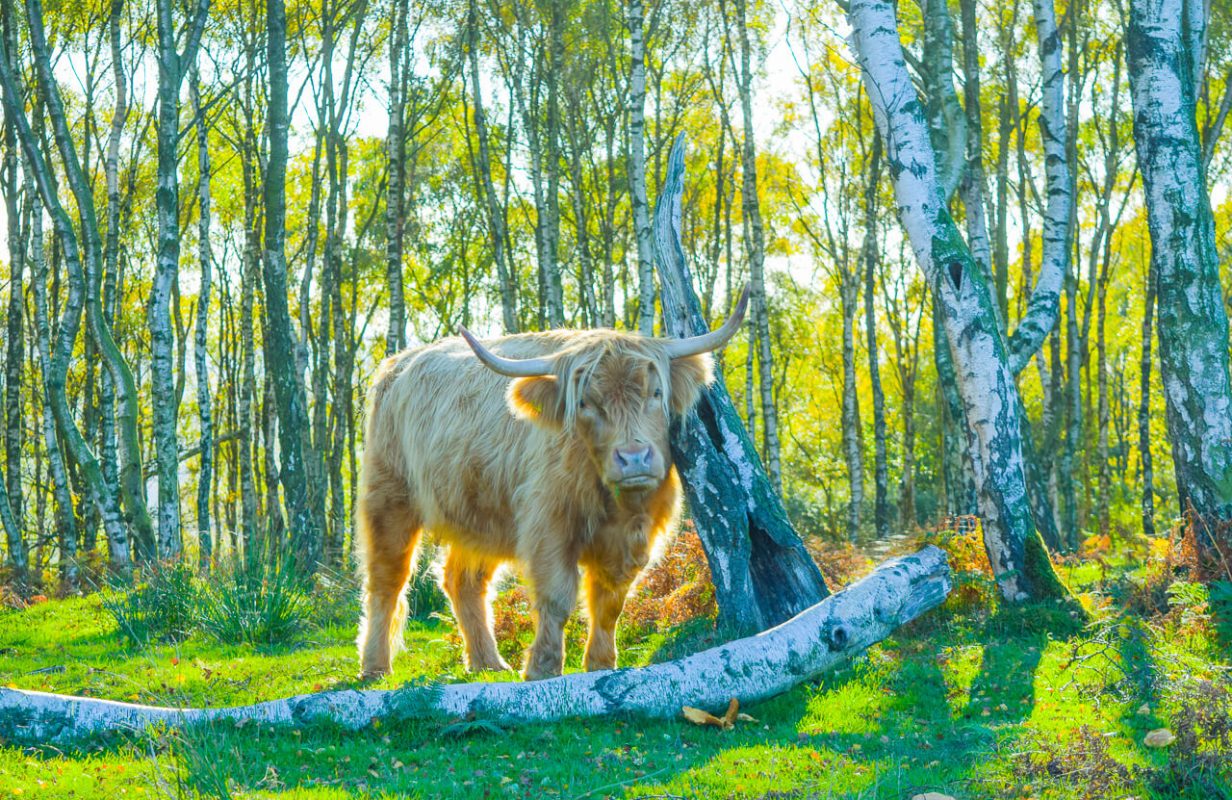 Nature Wildlife Peak District Walks