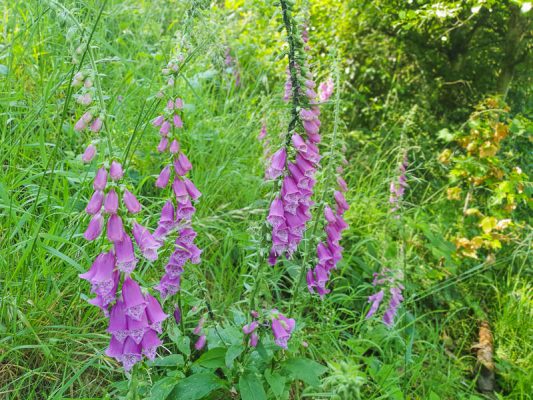 Foxglove flower