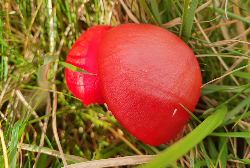 Red Wax Cap Mushroom