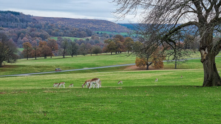Fallow Deer in Chatsworth Park